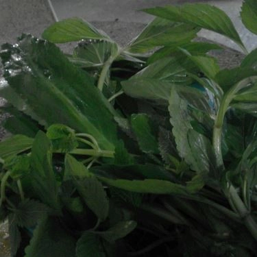 Tổng hợp- Quán Ăn Cháo Lòng, Bún Riêu & Nem Thính