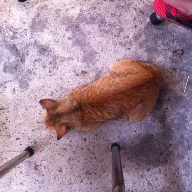 Tổng hợp- Quán Ăn Ân Ký Mì Gia - Hoàng Diệu