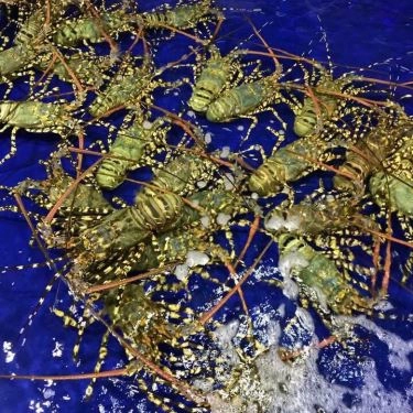 Tổng hợp- Quán Ăn Làng Cá - Hải Sản Tươi Sống