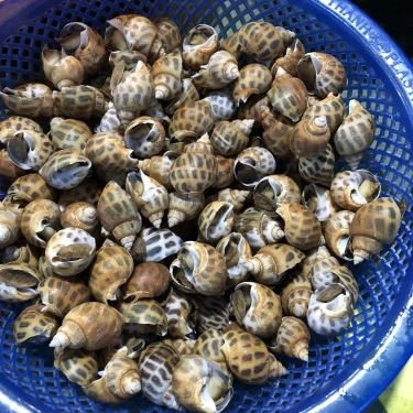 Tổng hợp- Quán Ăn Ốc Mỹ - Lương Sơn