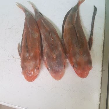 Tổng hợp- Quán Ăn Quán 2Ku - Cá Nướng Rau Rừng