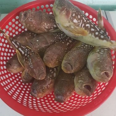Tổng hợp- Quán Ăn Quán 2Ku - Cá Nướng Rau Rừng
