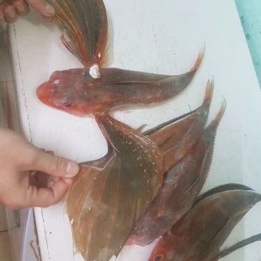Tổng hợp- Quán Ăn Quán 2Ku - Cá Nướng Rau Rừng