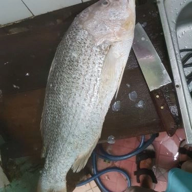 Tổng hợp- Quán Ăn Quán 2Ku - Cá Nướng Rau Rừng