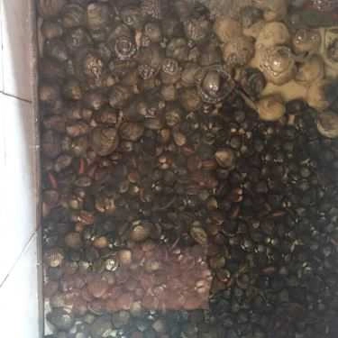 Món ăn- Chính Biển - Hải Sản Hạ Long