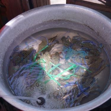 Tổng hợp- Quán Ăn Chú 5 Lùn - Quán Hải Sản