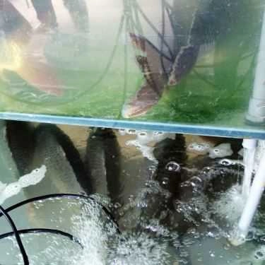 Tổng hợp- Cỏ Xanh 2 - Cơm Lẩu Bình Dân