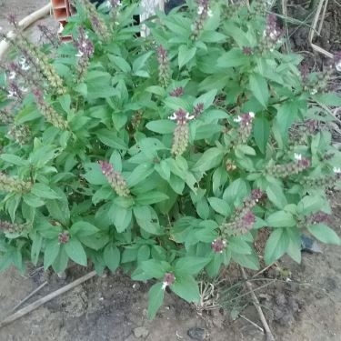 Tổng hợp- Quán Ăn Điền Trang Quán - Hải Sản Tươi Sống