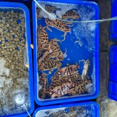 Tổng hợp- Quán Ăn Đông Anh Quán - Hải Sản Tươi Sống