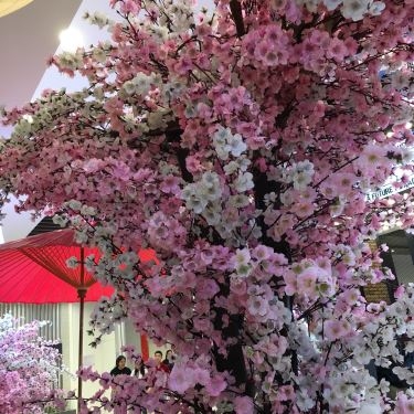 Tổng hợp- Nhà Hàng Fuji Sakura - Ẩm Thực Nhật Bản - AEON Mall Bình Tân