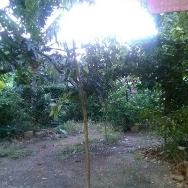 Tổng hợp- Quán Ăn Gà Vườn Kim Bồng
