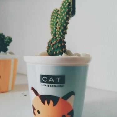 Tổng hợp- Gác Xinh - Floutea Hạ Long
