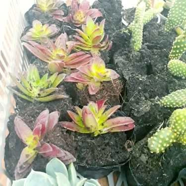 Tổng hợp- Gác Xinh - Floutea Hạ Long