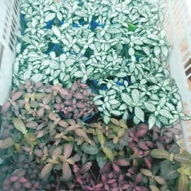 Tổng hợp- Gác Xinh - Floutea Hạ Long