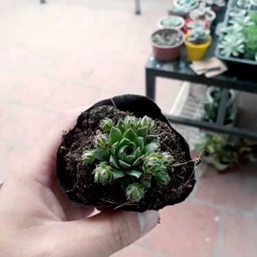 Tổng hợp- Gác Xinh - Floutea Hạ Long