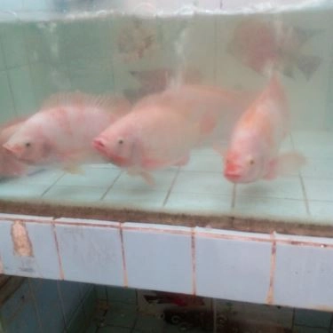 Tổng hợp- Quán Ăn Quán 01 - Ăn Gia Đình & Nhậu Bình Dân