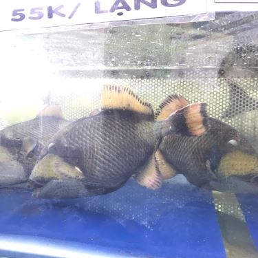 Tổng hợp- Quán Ăn Giang Ghẹ 1 - Hải Sản Tươi Sống - Quốc Lộ 13