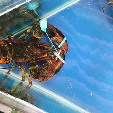 Tổng hợp- Quán Ăn Giang Ghẹ 1 - Hải Sản Tươi Sống - Quốc Lộ 13