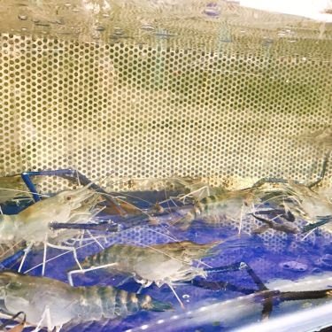 Tổng hợp- Quán Ăn Giang Ghẹ 1 - Hải Sản Tươi Sống - Quốc Lộ 13