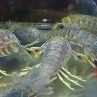 Tổng hợp- Quán Ăn Giang Ghẹ 5 - Hải Sản Tươi Sống - Trường Chinh