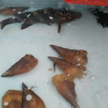 Tổng hợp- Quán Ăn Hải Sản Bình Dân - Ngô Sỹ Liên