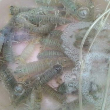 Tổng hợp- Quán Ăn Hải Sản Châu Sơn - Nại Tú 2