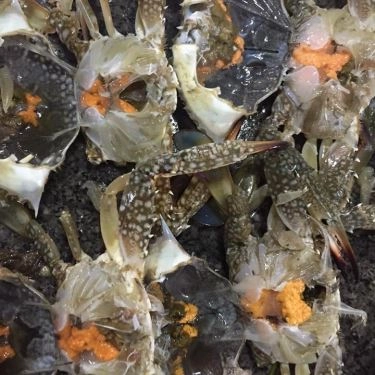Tổng hợp- Quán Ăn Quán Hiền Khương - Hải Sản Tươi Sống