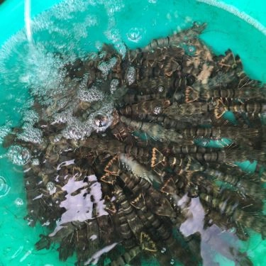 Tổng hợp- Quán Ăn Hải Sản Ốc Biển - Bờ Kè