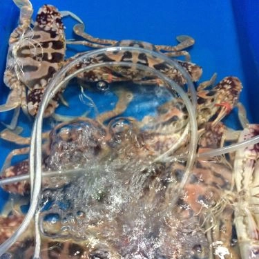 Tổng hợp- Quán Ăn Hải Sản Phố Cổ