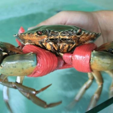 Tổng hợp- Quán Ăn San Hô Đỏ - Hải Sản Tươi Sống