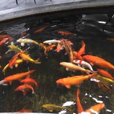 Tổng hợp- Quán Ăn Helio Food Court