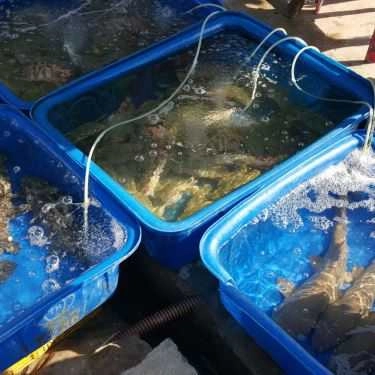 Tổng hợp- Quán Ăn Hiền Hậu - Vựa Hải Sản - Đảo Nam Du