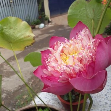 Tổng hợp- Quán Ăn Hồng Lạc - Bún Bò Huế