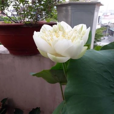 Tổng hợp- Quán Ăn Hồng Lạc - Bún Bò Huế