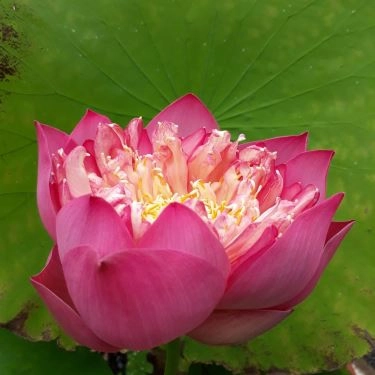 Tổng hợp- Quán Ăn Hồng Lạc - Bún Bò Huế