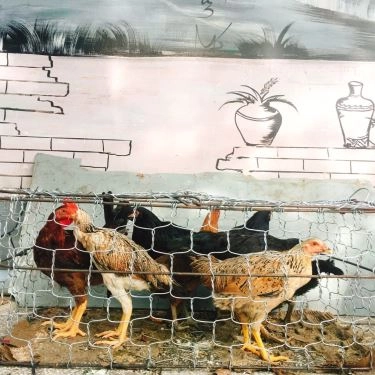 Tổng hợp- Quán Ăn Ka Béo Quán - Đặc Sản Tây Nguyên