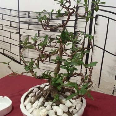 Không gian- Quán Ăn Kafe Land - Nguyễn Phong Sắc