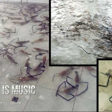 Tổng hợp- Quán Ăn Kỳ Anh Quán - Câu Tôm Thanh Đa
