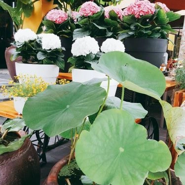 Tổng hợp- Nhà Hàng La Maison Deli Cafe & Restaurant