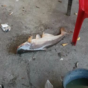 Tổng hợp- Quán Ăn Lã Vọng Quán - Câu Cá Giải Trí
