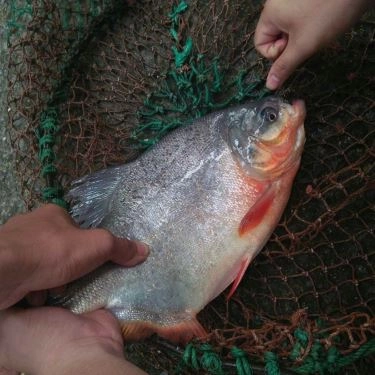 Tổng hợp- Quán Ăn Lã Vọng Quán - Câu Cá Giải Trí