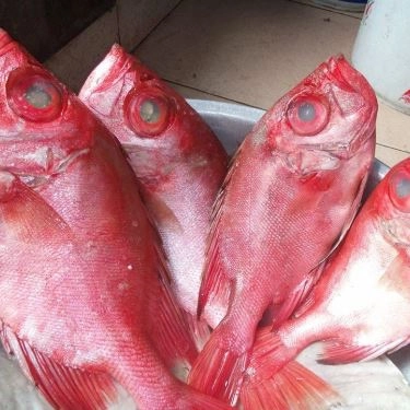 Tổng hợp- Quán Ăn Lagi Quán - Hải Sản Tươi Sống - Trương Phước Phan