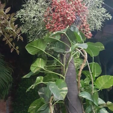 Tổng hợp- Lam Hồng - Quán Ăn Xứ Nghệ