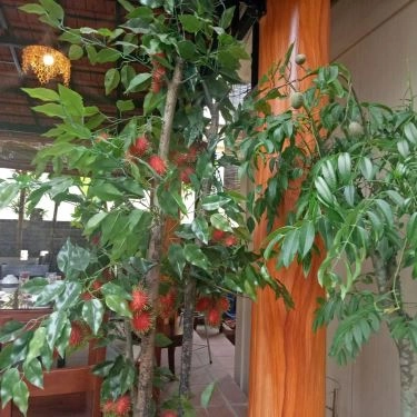Tổng hợp- Nhà Hàng Lâm Viên Các Restaurant - Món Ăn Dân Dã