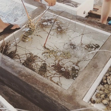 Tổng hợp- Quán Ăn Làng Bè - Đảo Bình Ba