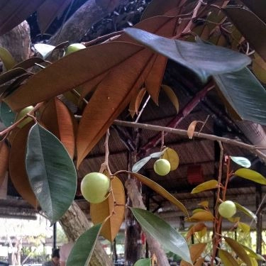 Tổng hợp- Quán Ăn Làng Nướng Tây Hồ