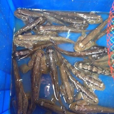 Tổng hợp- Quán Ăn Lẩu Cá  Thanh Đa - Xô Viết Nghệ Tĩnh