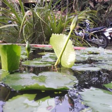 Tổng hợp- Quán Ăn Lẩu Mắm Phong Lan