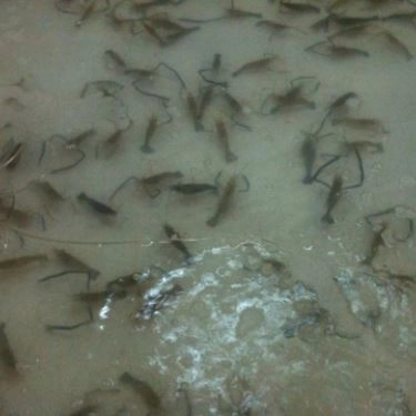 Tổng hợp- Quán Ăn Lẩu Tôm Càng Xiên - Âu Cơ