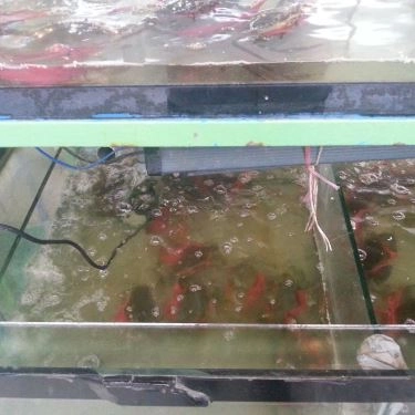 Tổng hợp- Quán Ăn Lẩu Tôm Càng Gò Vấp